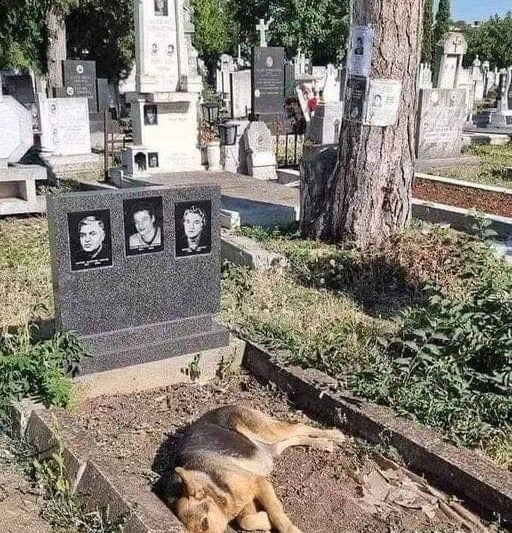 Where the Loyal Go to Wait